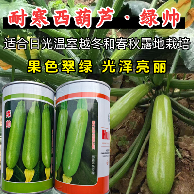 耐寒西葫芦种子绿帅大棚越冬春秋露地油绿抗病毒西葫芦种子籽大田