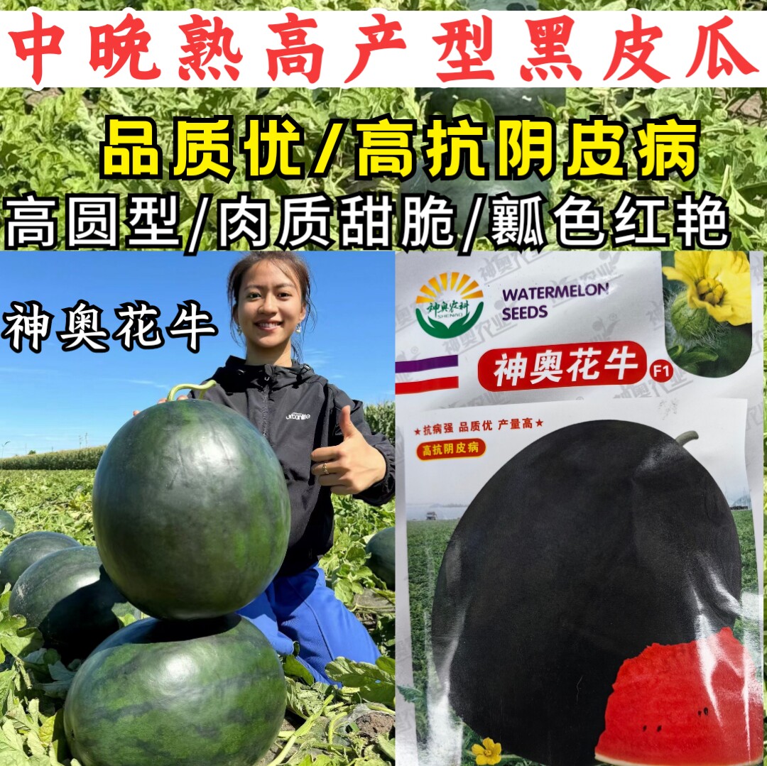 黑皮大西瓜种子神奥花牛中晚熟红瓤高产大果高圆黑麒麟西瓜种子籽