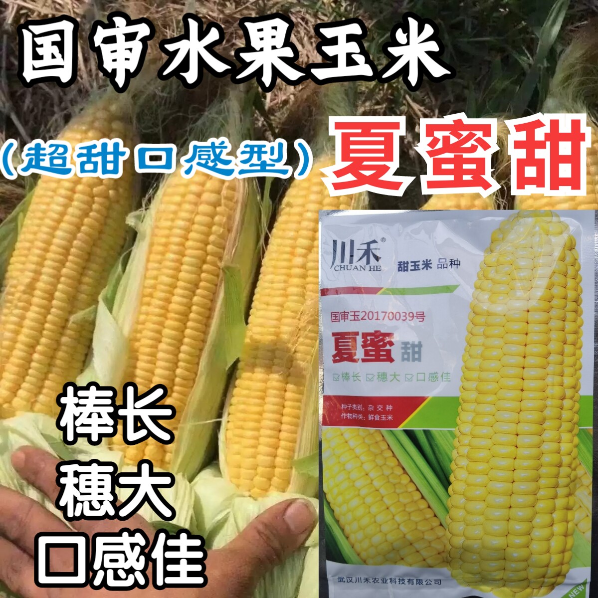 夏蜜甜水果玉米种子川禾国审超甜大棒薄皮多汁生吃甜脆玉米种子籽