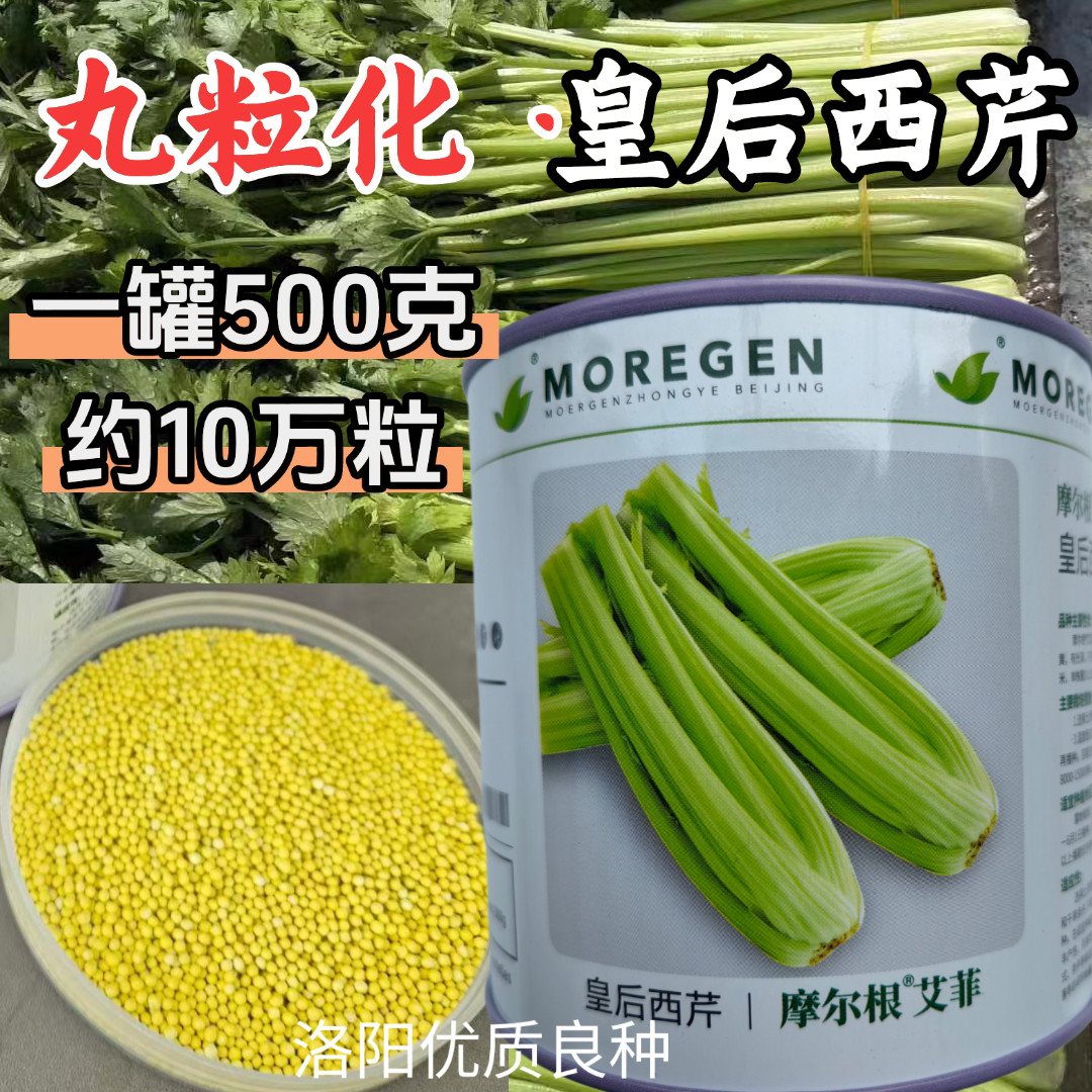 丸粒化西芹种子皇后西芹种籽单粒播种包衣种四季耐热芹菜种子籽孑