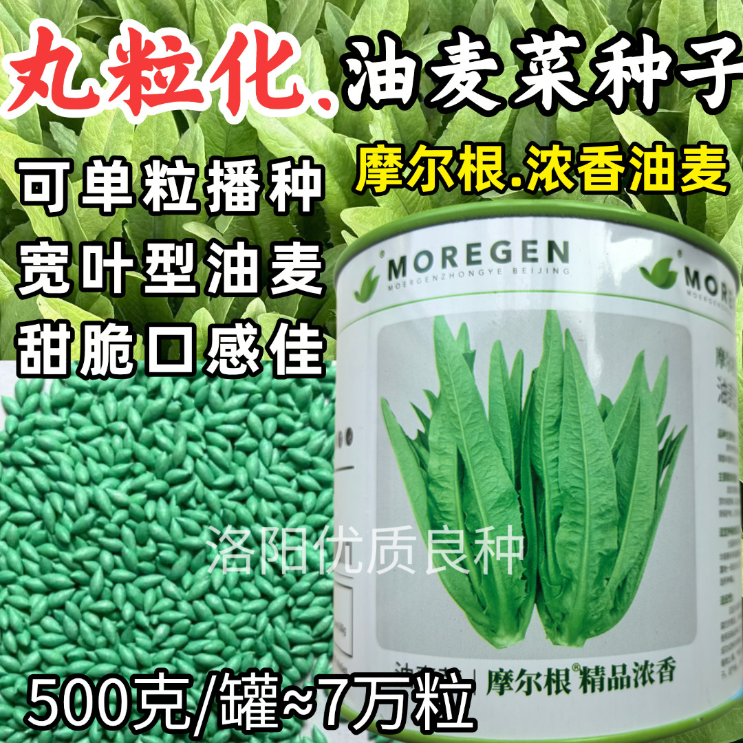 丸粒化油麦菜种子摩尔根浓香油麦菜籽宽叶耐热耐寒四季蔬菜种子籽