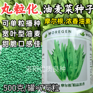 丸粒化油麦菜种子摩尔根浓香油麦菜籽宽叶耐热耐寒四季蔬菜种子籽