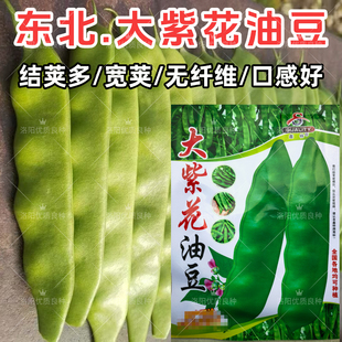 大紫花油豆种子东北无筋大油豆角宽荚早熟高产春秋宽扁豆角种子籽