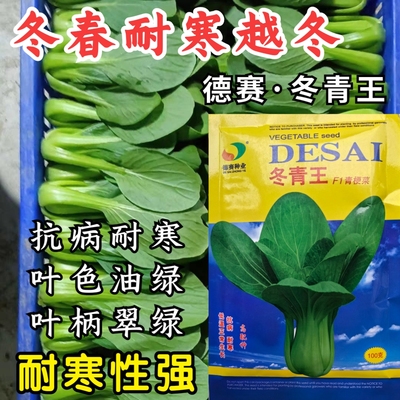 冬青王青菜种子耐寒耐低温冬春上海青小油菜越冬青梗菜蔬菜种子籽