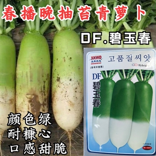 碧玉春萝卜种子春播耐抽苔青萝卜绿皮耐糠心甜脆萝卜蔬菜种子籽孑