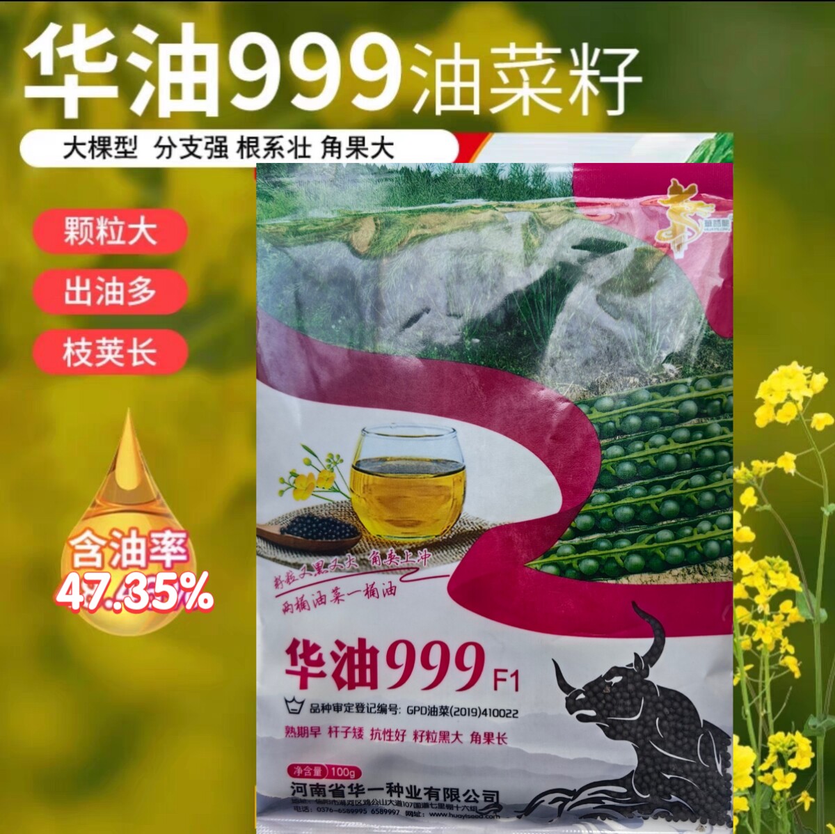 华油999油菜种子早熟高出油抗倒钢杆大籽粒菜籽秋冬季油菜花种籽