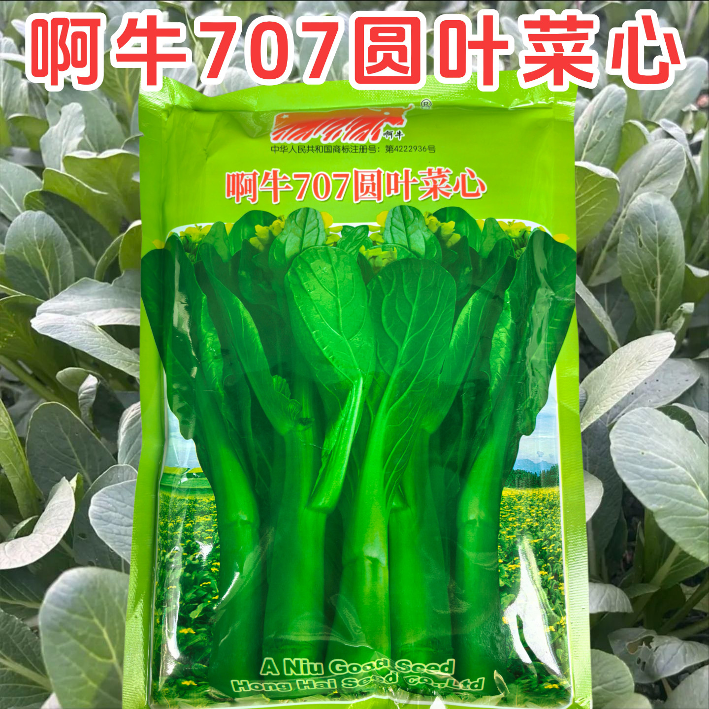 啊牛707圆叶油绿菜心种子广东甜菜心种籽圆叶型菜苔粗壮油青美观