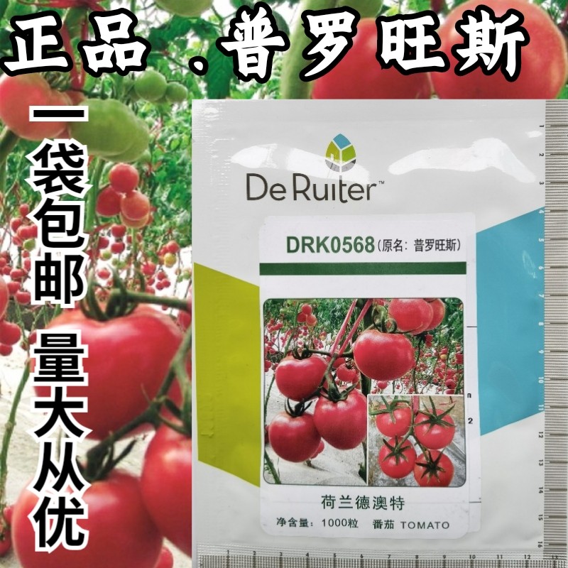 普罗旺斯番茄种子沙瓤口感好正品