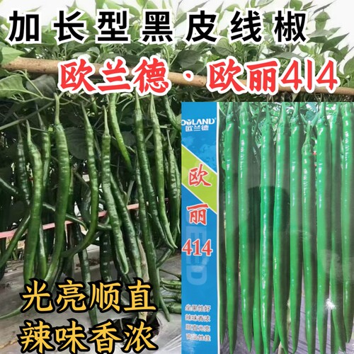 深墨绿特长型高产黑线椒条椒辣椒