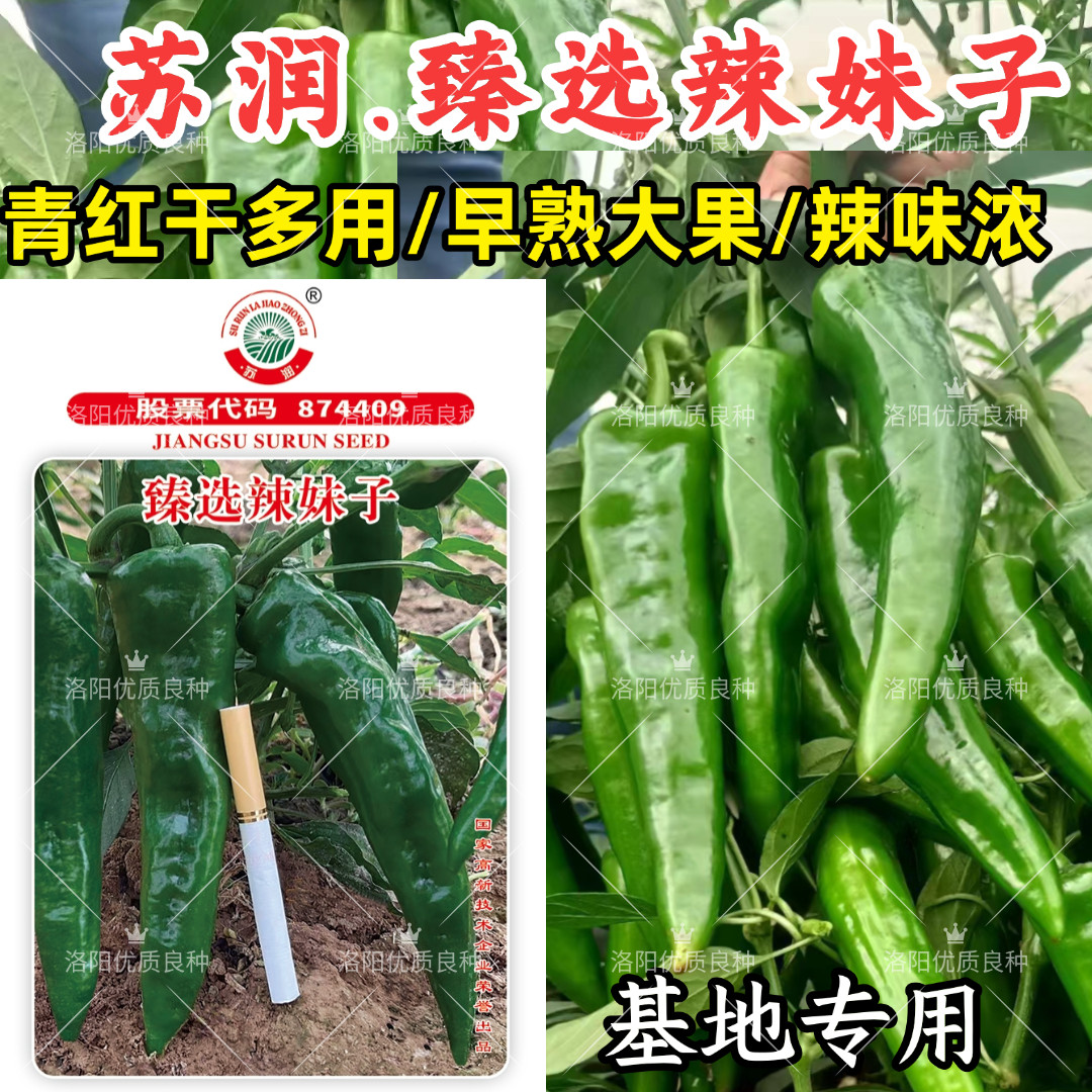 臻选辣妹子辣椒种子苏润青红干多用辣味浓大果羊角椒辣椒种子籽孑