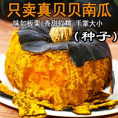 粉糯贝贝南瓜种子南瓜种子好吃