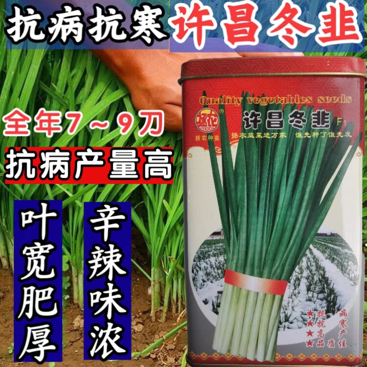 全年不无休眠韭菜种子耐热耐寒