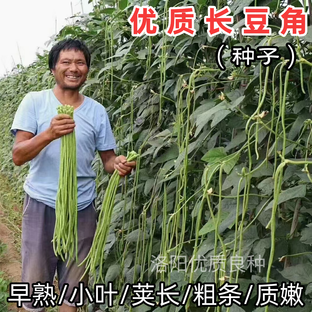 长豆角种子高产豇豆四季豆蔬菜种籽大全秋孑子豆种籽种孑秋季无架
