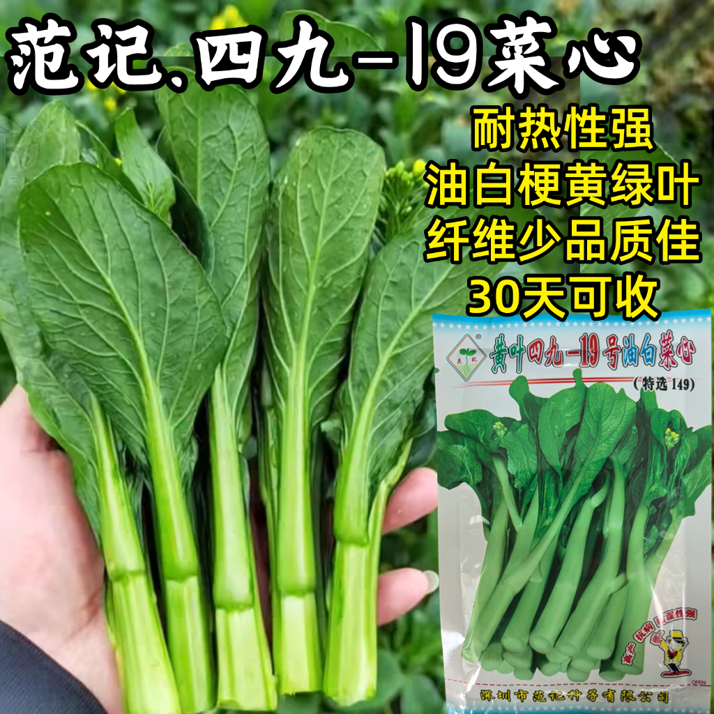 范记四九菜心种子耐热耐寒四季油白梗青菜苔种籽阳台盆栽蔬菜种子