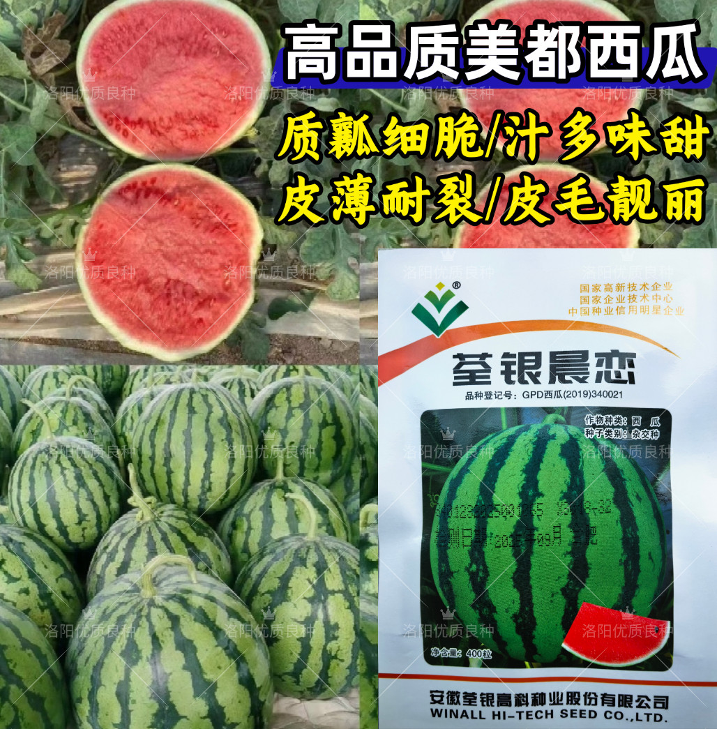 荃银晨恋美都西瓜种子超甜麒麟瓜皮薄耐裂耐低温红瓤圆西瓜种子籽