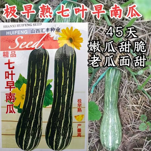 早熟南瓜倭瓜南瓜种子好吃甜