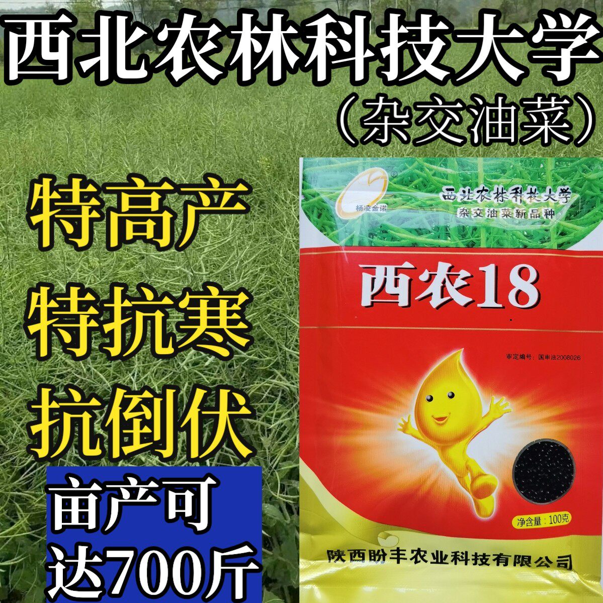 西农18杂交油菜种子矮杆耐寒抗倒早熟油菜籽种油率高油菜花种子籽