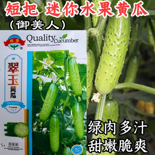 阳台甜脆黄瓜种子海润