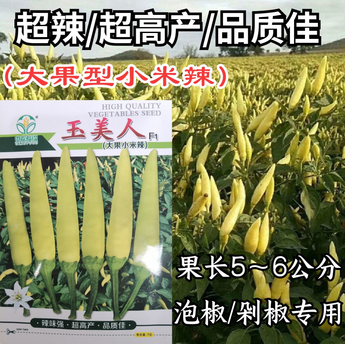 小米椒乳白色超辣小米辣椒朝天