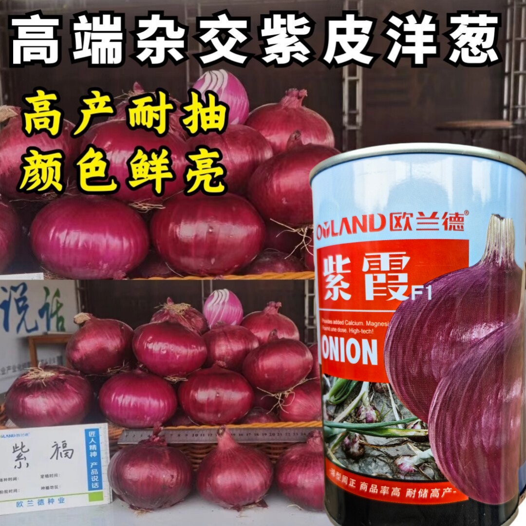 耐抽苔紫皮洋葱种子欧兰德紫霞杂交紫红皮高产中早熟洋葱种子籽孑