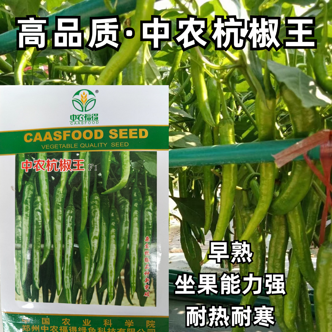 杭椒种子中农新椒王美人椒辣椒种子高产辣味浓线椒农家蔬菜种籽孑