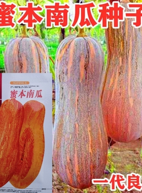 蜜本南瓜种子粉糯高产香甜南瓜种籽蔬菜种孑春秋四季农家种植阳台