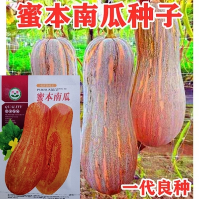 香甜南瓜种子南瓜农家