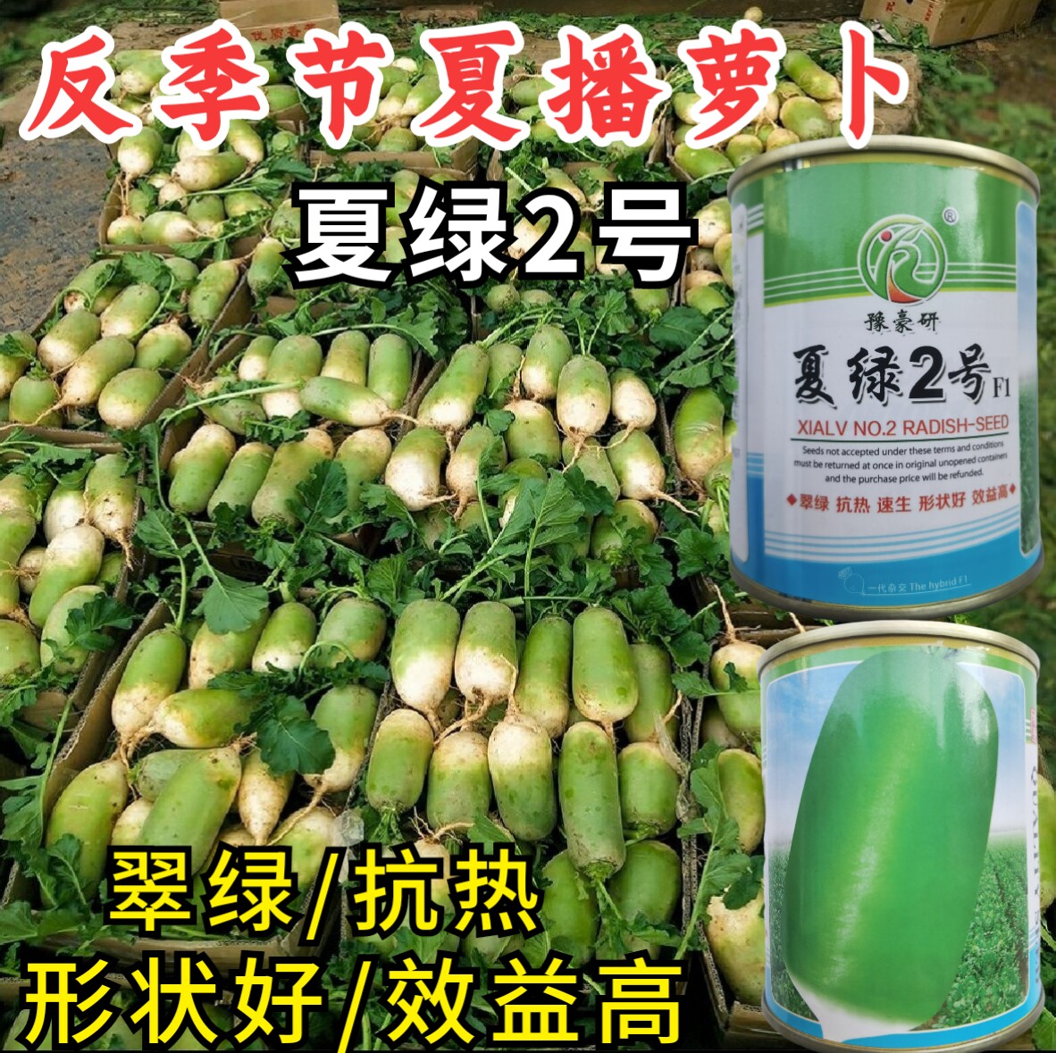 热耐热抗高温越夏播反季节萝卜