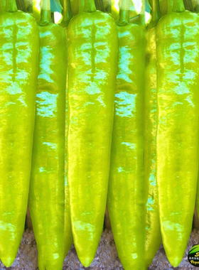 黄色尖椒种子黄绿皮大牛角椒香辣耐热肉厚春秋辣椒种子籽盆栽阳台