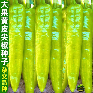 黄色尖椒种子黄绿皮大牛角椒香辣耐热肉厚春秋辣椒种子籽盆栽阳台