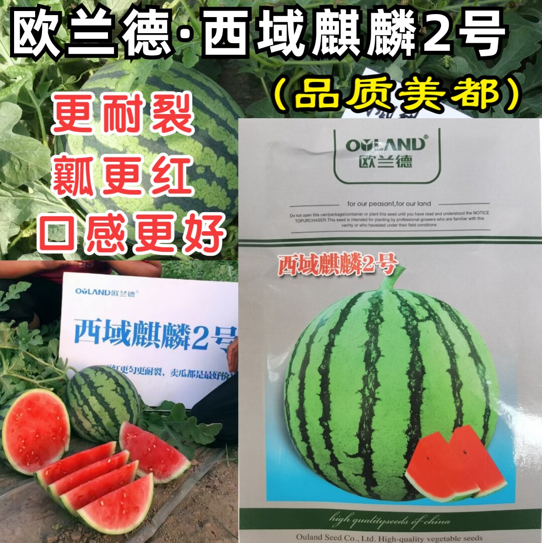 西域麒麟2号西瓜种子籽 欧兰德超美都8424麒麟西瓜水果西瓜种子孑
