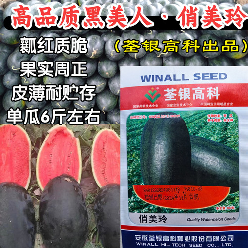 黑美人西瓜种子俏美玲礼品西瓜黑皮红瓤薄皮甜脆西瓜水果种子籽孑