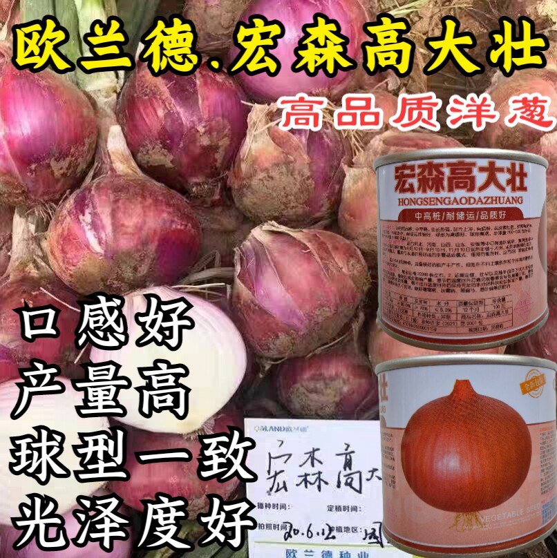 高产洋葱种子 欧兰德宏森高大壮洋葱紫红中早熟葱头洋葱种子籽孑