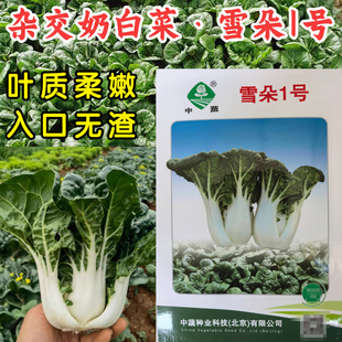 奶白菜种子雪朵一号四季耐热黑叶奶油小白菜青菜秋冬蔬菜种子籽孑