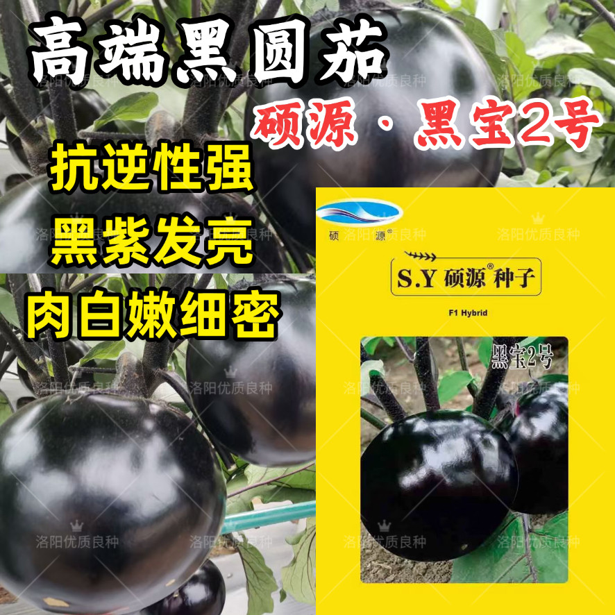 黑宝2号黑圆茄种子高端黑紫茄耐热耐寒油亮白肉圆茄子春夏种子籽