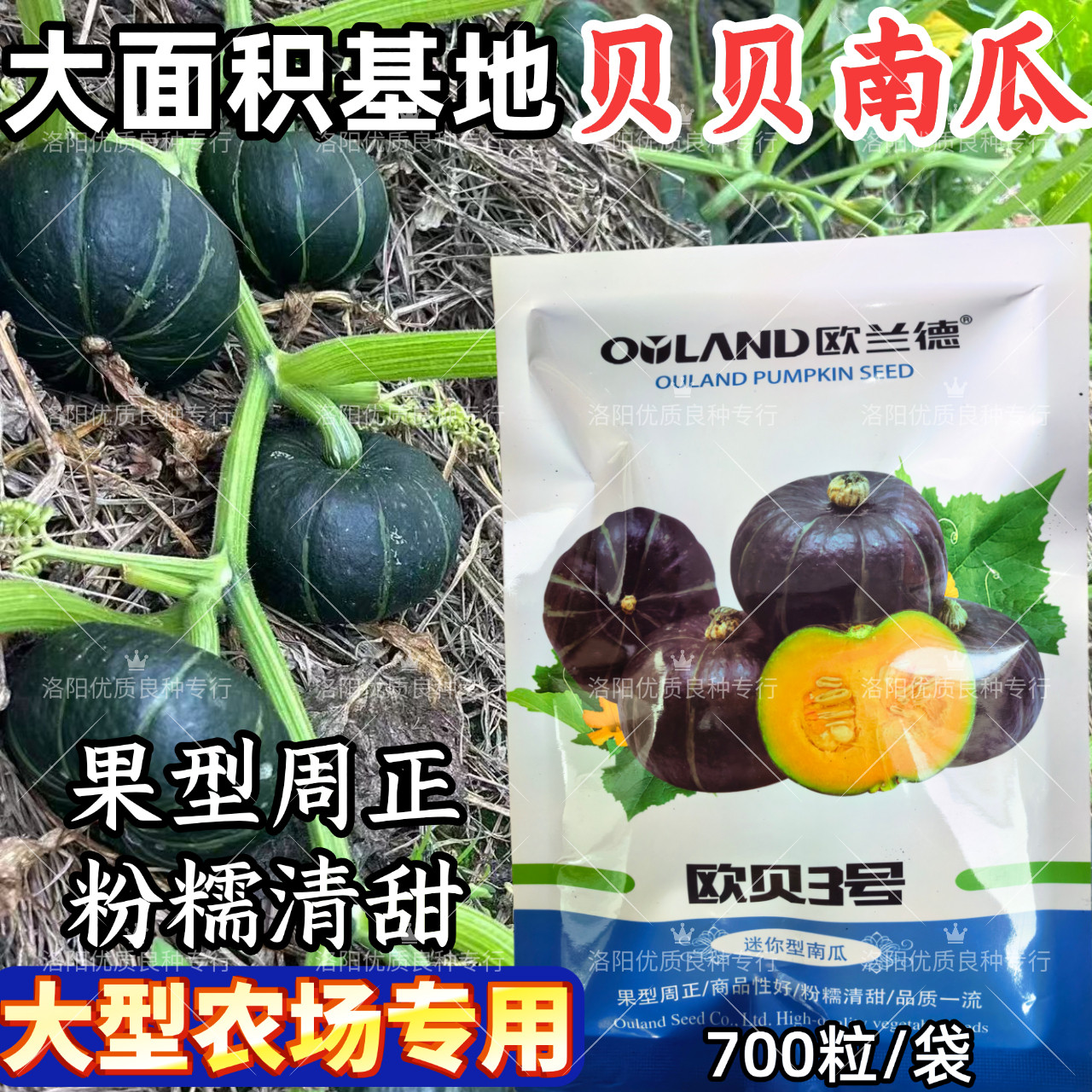 欧贝3号贝贝南瓜种子迷你小贝贝南瓜粉糯香甜板栗南瓜种子籽大田
