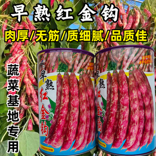 早熟红金钩种子黄金钩红皮架豆油东北无筋红皮豆角农家蔬菜种子籽