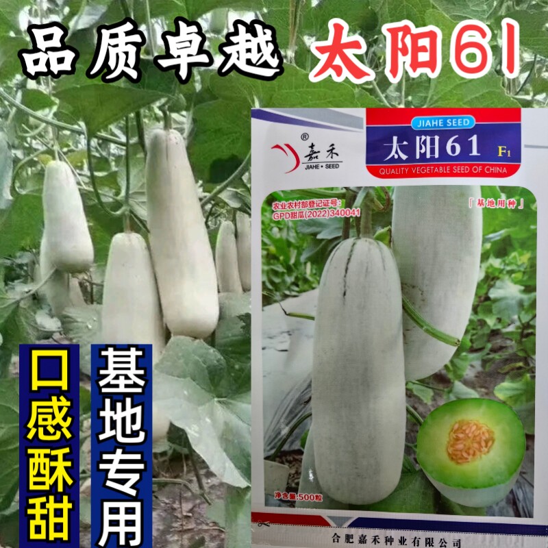 太阳61甜瓜种子甜脆羊角蜜薄皮博洋61羊角酥脆香甜瓜种子籽孑大田