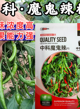 中科魔鬼椒种子籽特辣超级辣魔鬼辣椒种菜园阳台种植辣椒种子籽