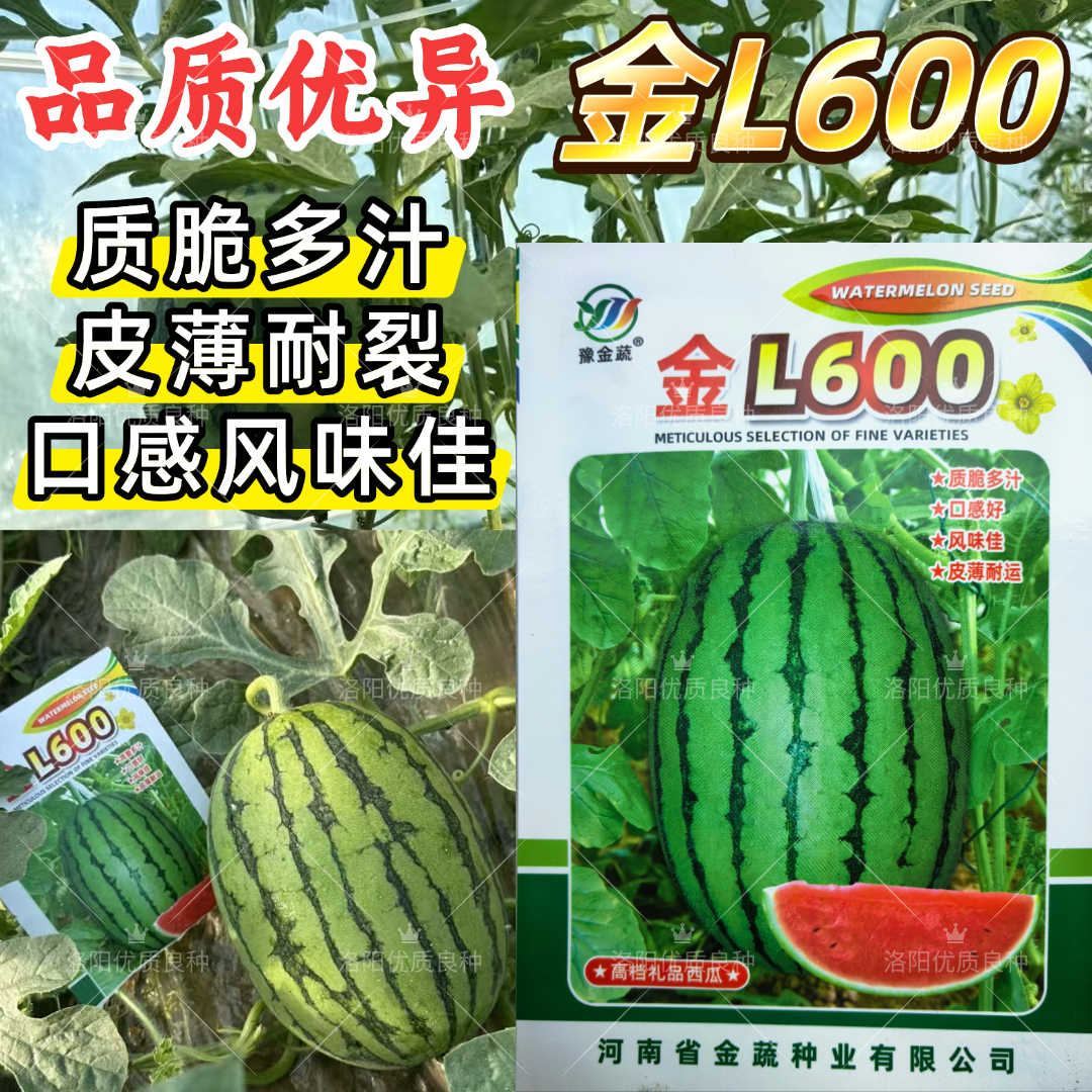 金L600西瓜种子皮薄耐裂耐低温超甜礼品西瓜种子吊瓜高圆2k西瓜籽