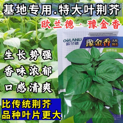 欧兰德豫金香荆芥种子特大叶超大叶荆芥种籽河南清香荆芥种子孑籽