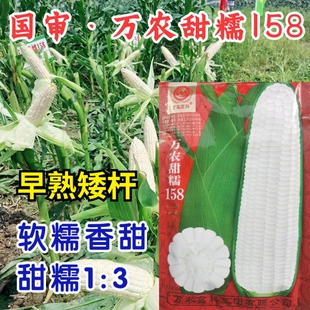 万农甜糯158玉米种子 早熟矮杆甜糯白粘糯软甜国审大棒玉米种子籽