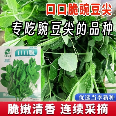 无须豌豆尖种子菜豌豆种籽水培