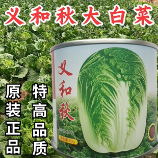 义和秋大白菜种子抗病高产特大秋播冬储山东胶州白菜蔬菜种子籽孑