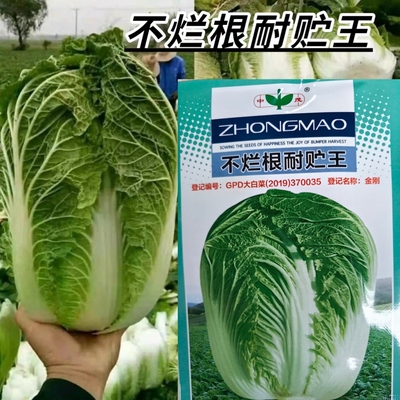 基地耐寒抗病高产大白菜耐运输