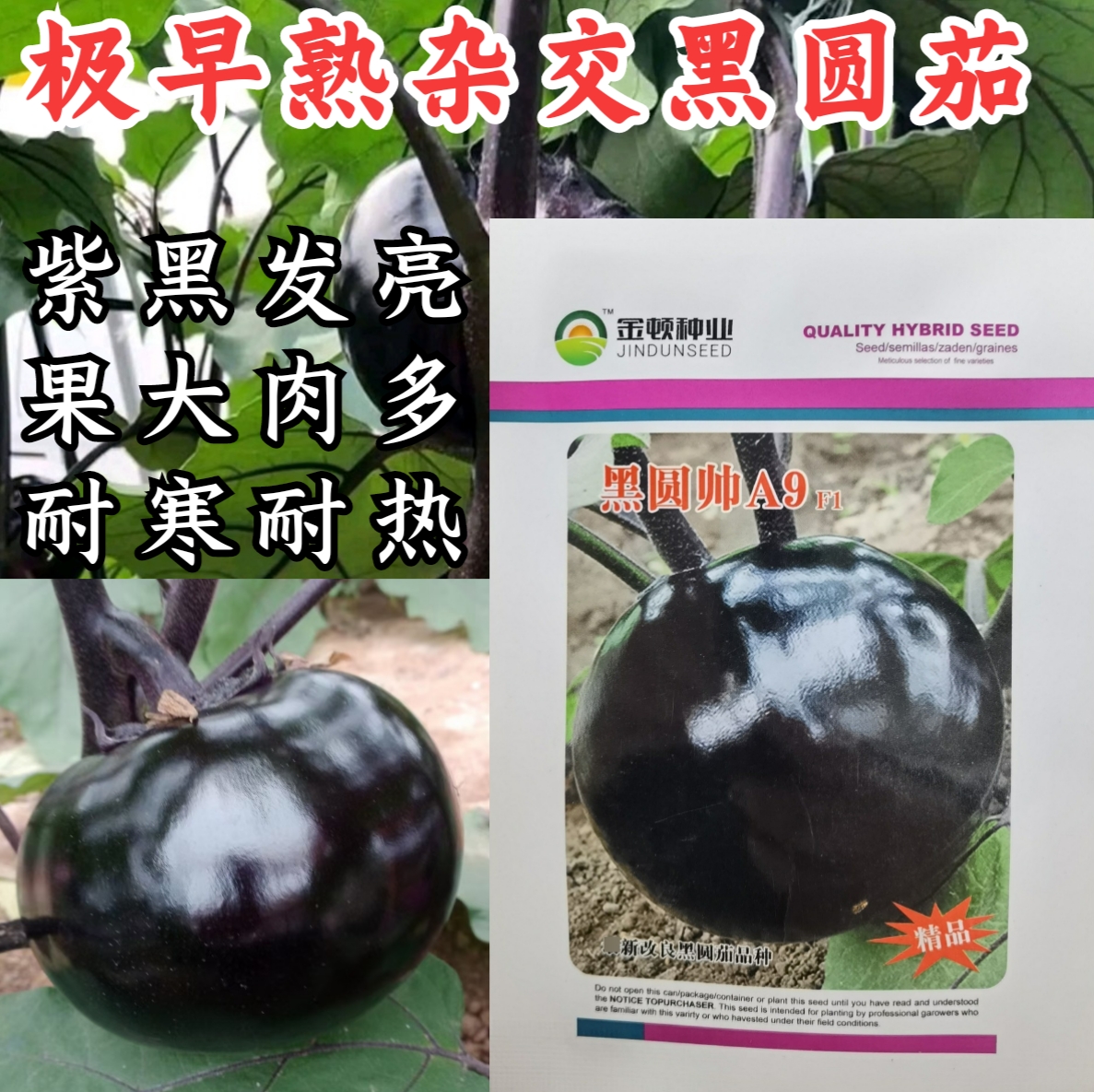 黑圆帅圆茄种子杂交早熟圆球型紫黑发亮高产茄子种子早春大棚露地