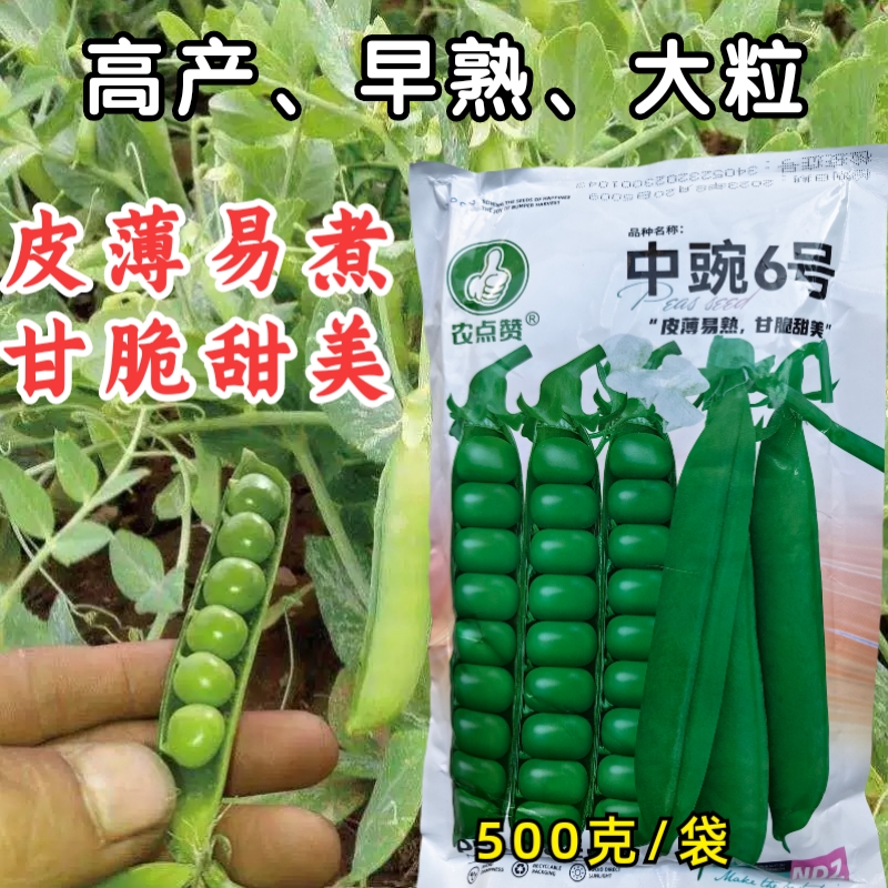 豌豆种子籽中碗6号早熟甜嫩豌豆尖种籽六号荷兰豆蔬菜苗种孑豌豆