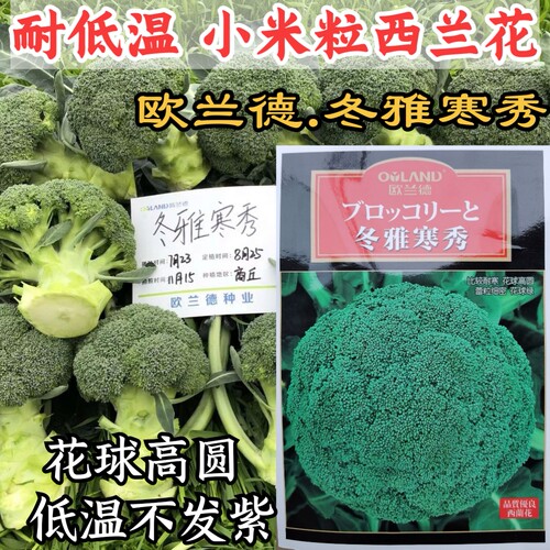 耐寒低温不发紫高圆型青梗西兰花