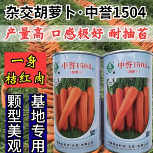 杂交耐热胡萝卜种子耐抽苔中蔬