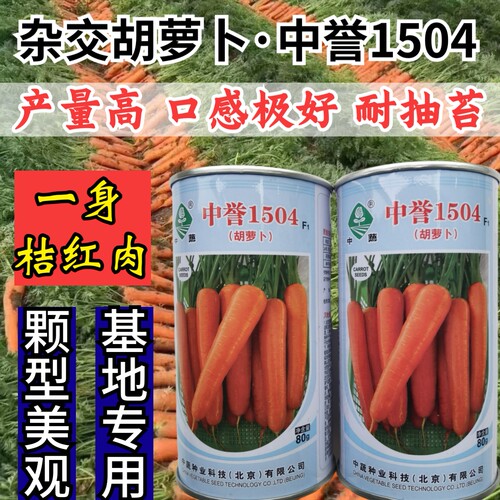 杂交耐热胡萝卜种子耐抽苔中蔬